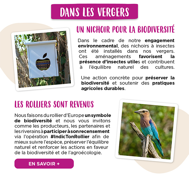DANS LES VERGERS